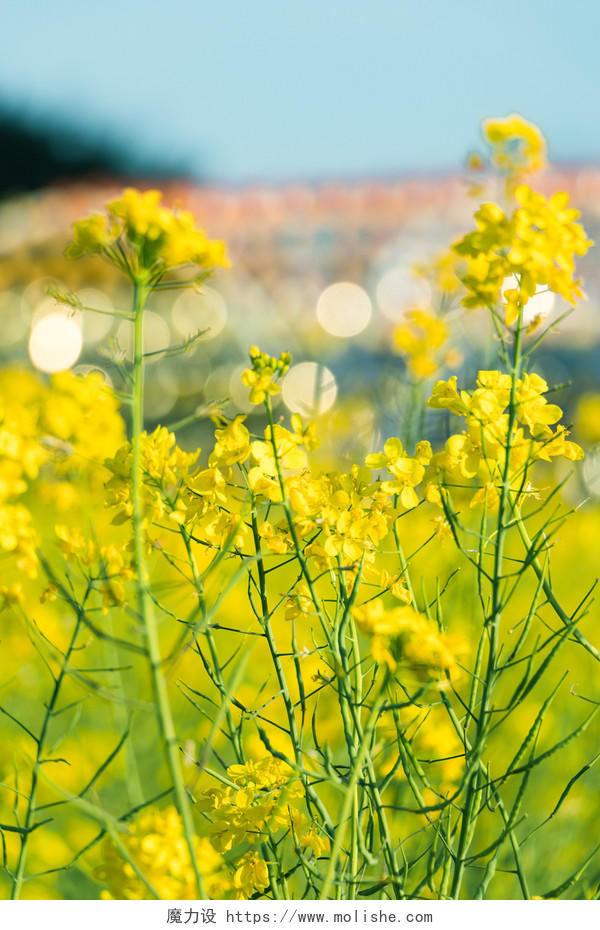春天春季三月福州花海公园的油菜花